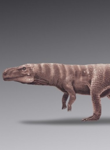 Следы крупных птерозавров в Корее приписали наземным двуногим крокодиломорфам