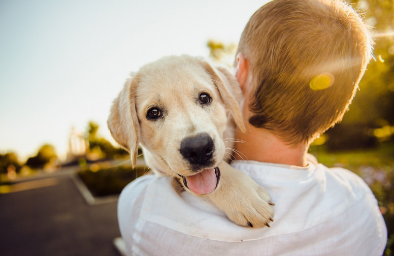 Могут наследовать имущество и диагностировать болезни: самые необычные факты о собаках. Их нужно знать каждому хозяину!