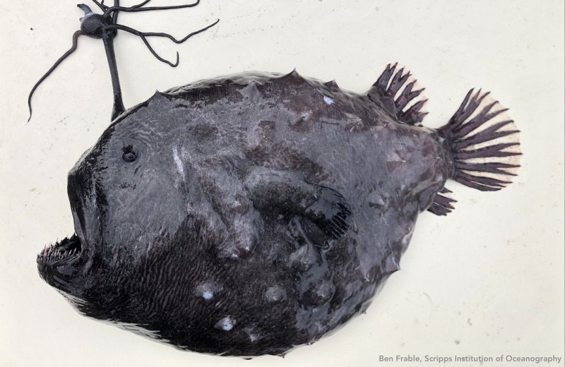 На берегу Сан-Диего обнаружили жуткую футбольную рыбу из семейства удильщиков