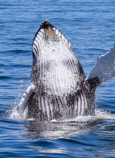 Как и зачем киты поют свои песни: новая гипотеза