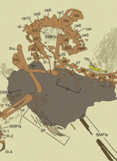Бразильский динозавр отрастил перьевой гребень и по паре шипов на плечах
