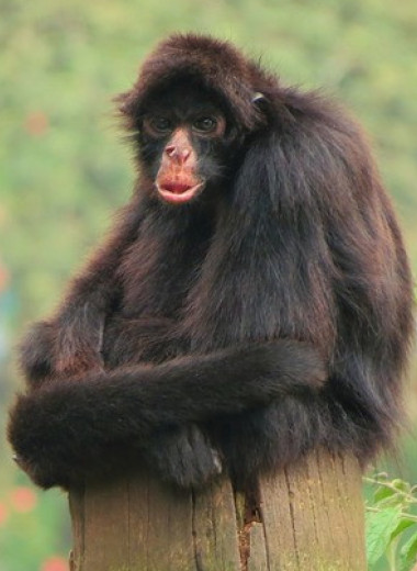 Паукообразные обезьяны предпочли червивые фрукты