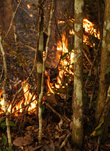 Почти 40% оставшихся лесов Амазонки деградируют из-за деятельности человека
