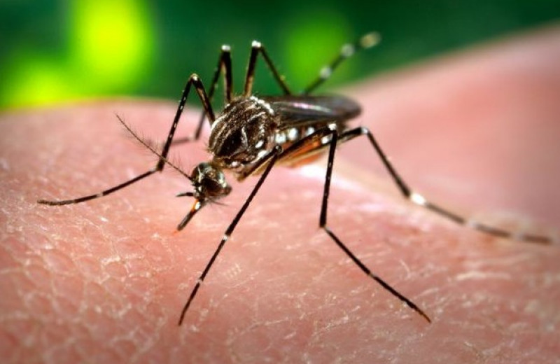 Выжившие после контакта с инсектицидами комары научились избегать их запаха