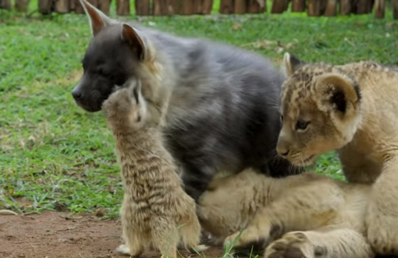 Необычная дружба львят, гиены и суриката: видео