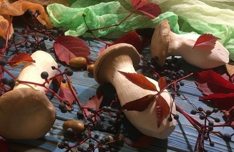 Как выращивать белые грибы в домашних условиях