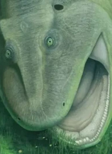 Стволовой тетрапод из ранней перми Бразилии отличился искривленными челюстями