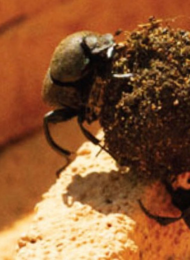 Пары жуков сизифов эффективнее одиночек перенесли навозные шарики через препятствия