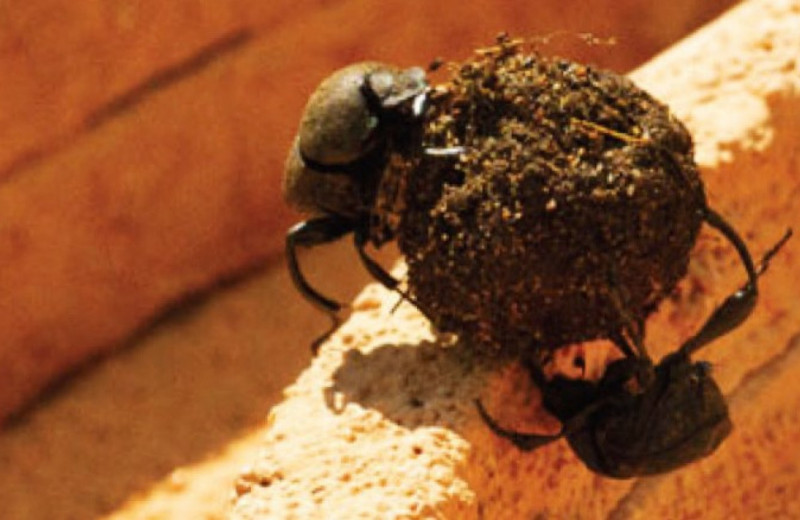 Пары жуков сизифов эффективнее одиночек перенесли навозные шарики через препятствия