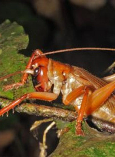 Австралийский кузнечик установил рекорд по силе укуса среди насекомых