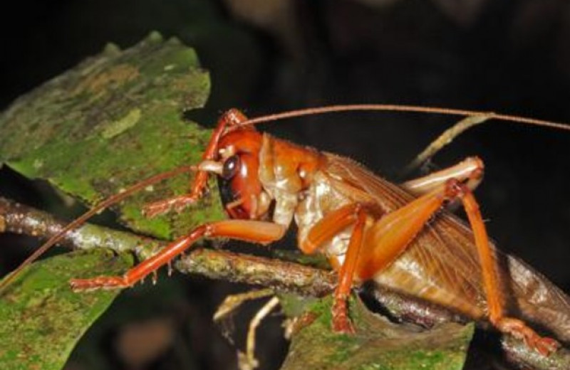 Австралийский кузнечик установил рекорд по силе укуса среди насекомых