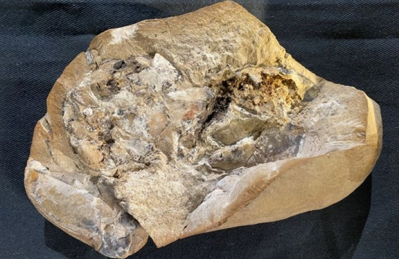 Найдено древнейшее окаменелое сердце в исключительной сохранности — ему 380 000 000 лет
