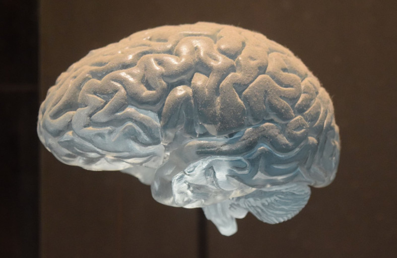 5 лучших книг о человеческом мозге, которые научат вас жить осознанно