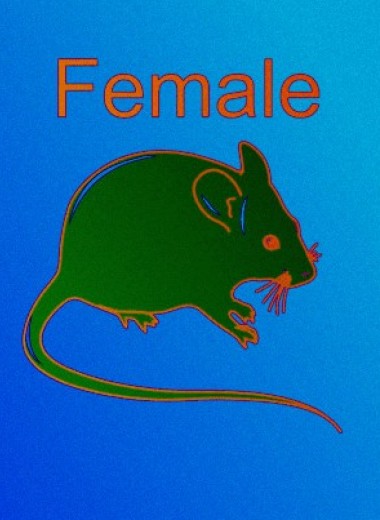 Женский пол защитил мышей от перитонита