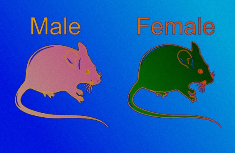 Женский пол защитил мышей от перитонита