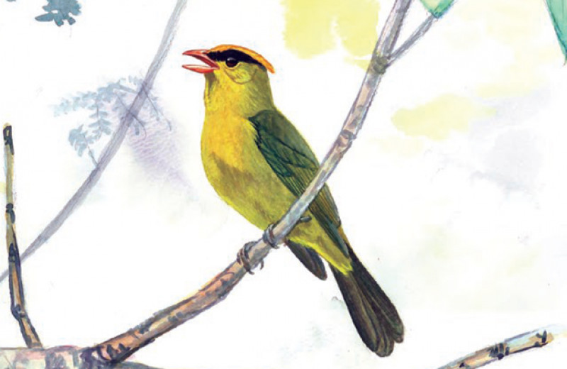 Орнитологи описали новый род и вид яркоокрашенных птиц из Боливии и Перу