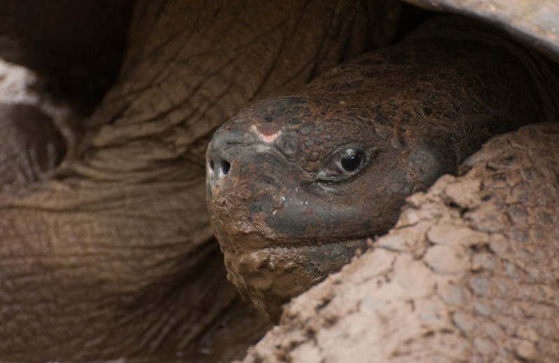 Усиленный апоптоз помог галапагосским черепахам снизить риск заболеть раком