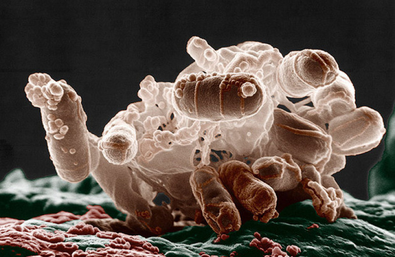 2000 поколений бактерий доказали ведущую роль спонтанных мутаций в процессе эволюции