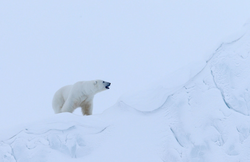 Темнокожий обитатель Арктики, жук-изумруд, птицы-фокусники: мастера оптических иллюзий в мире животных