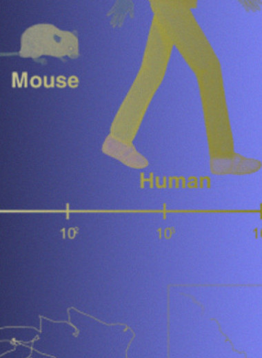 Нейросеть определила особенности походки у животных с болезнью Паркинсона