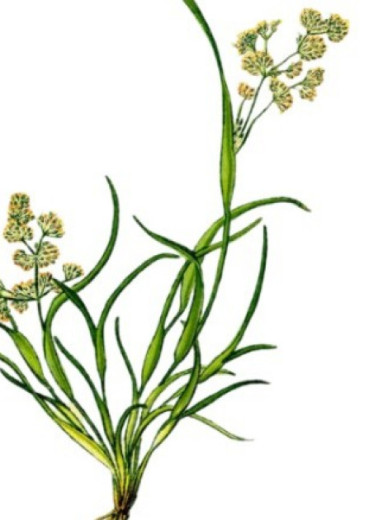 Внутри таштыкской погребальной куклы выявили остатки влагалищецветника