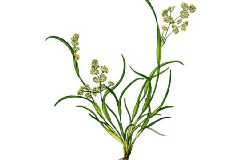 Внутри таштыкской погребальной куклы выявили остатки влагалищецветника