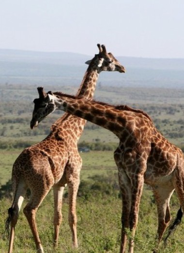Соседство с людьми расстроило дружбу жирафов