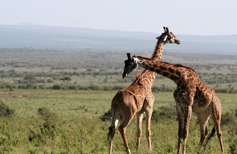 Соседство с людьми расстроило дружбу жирафов