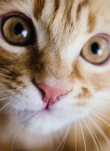 Пушистые любимцы: 50 удивительных фактов про кошек