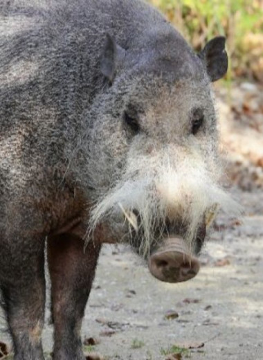 Африканская чума погубила бородатых свиней на Борнео