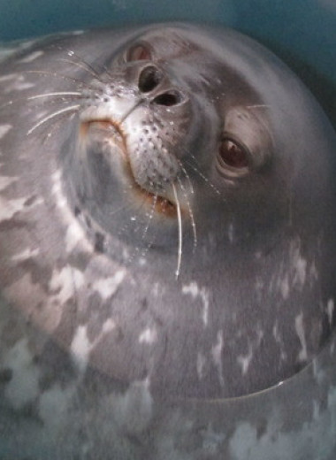 Тюлени Уэдделла пообщались с сородичами ультразвуком