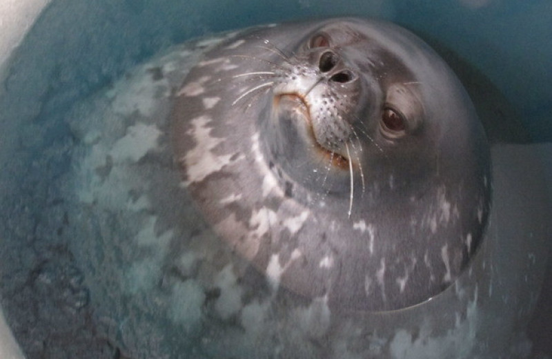 Тюлени Уэдделла пообщались с сородичами ультразвуком