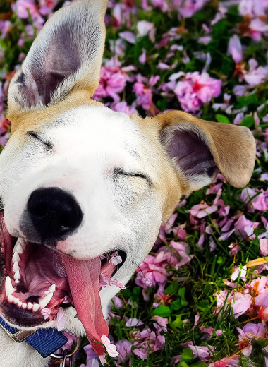 10 слов, которые вызывают у собаки экстаз (проверено учеными)