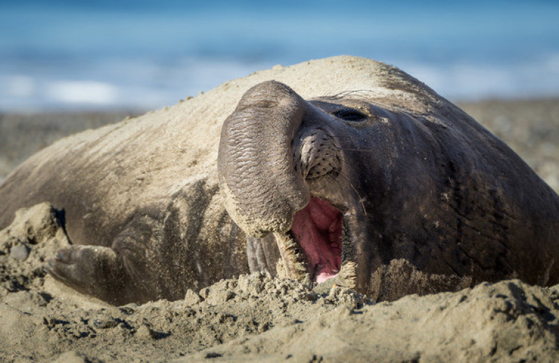 Набравшие вес морские слоны предпочли сон ночным кормлениям