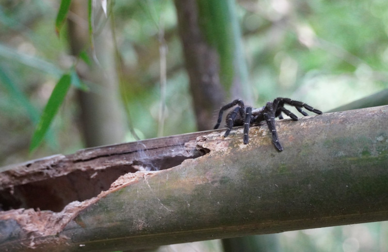 Найден первый в мире паук-птицеед, живущий в стеблях бамбука