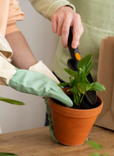 Чем подкармливать комнатные растения зимой: готовим домашние удобрения из пищевых отходов