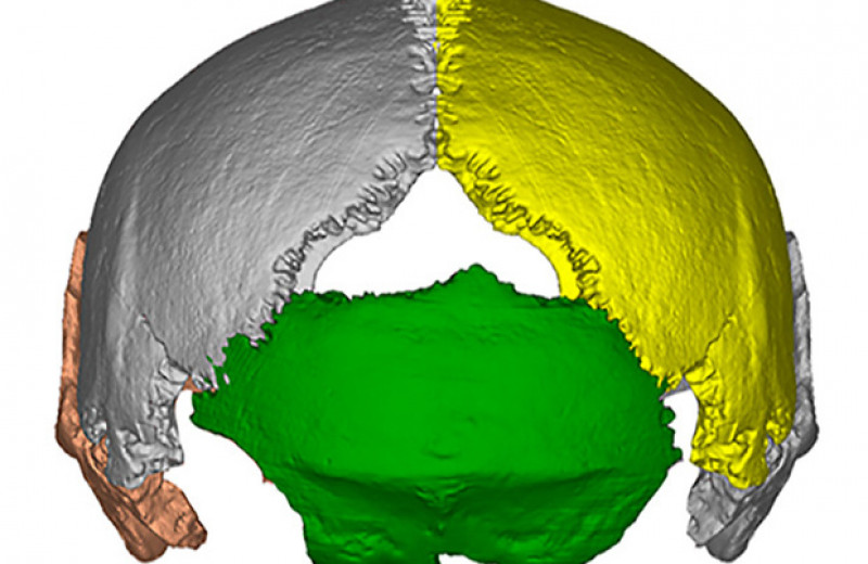 Палеоантропологи реконструировали череп из Китая возрастом около 200 тысяч лет