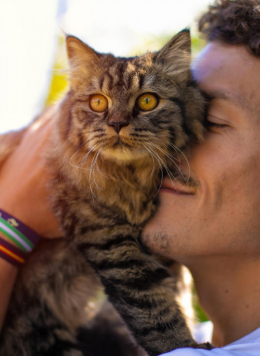 5 мифов вокруг семейства кошачьих: чего на самом деле хотят усатые-полосатые