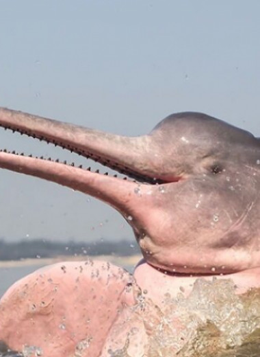 ИИ узнает голоса речных дельфинов и помогает их спасению