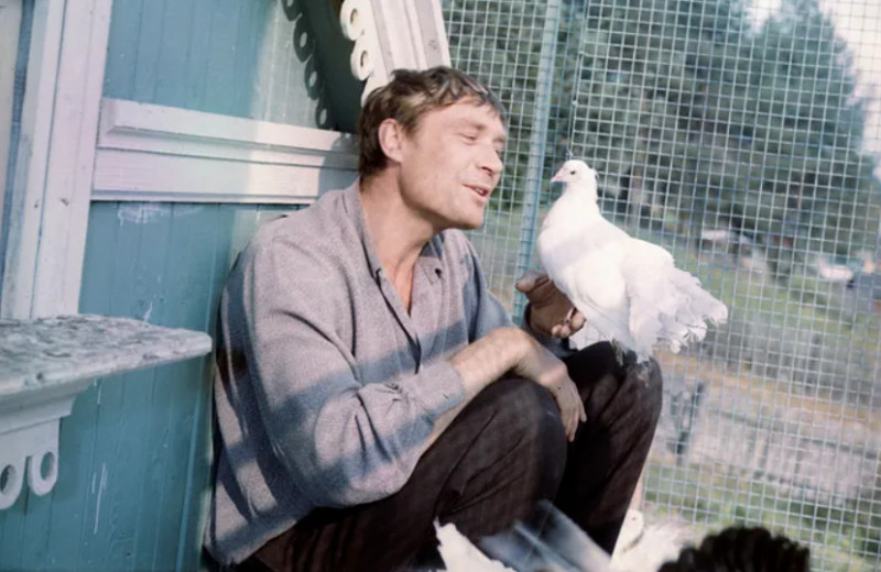 Удивительные факты о фильме «Любовь и голуби», который хотели запретить в СССР