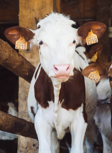 Круиз для коров: как работает водоплавающая молочная ферма