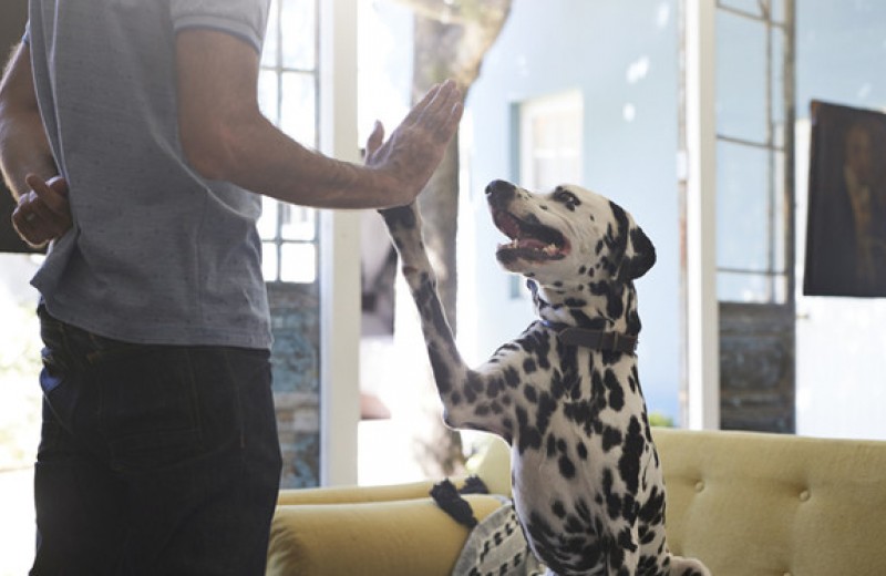 Человек — друг собаки: 5 правил обращения с питомцами