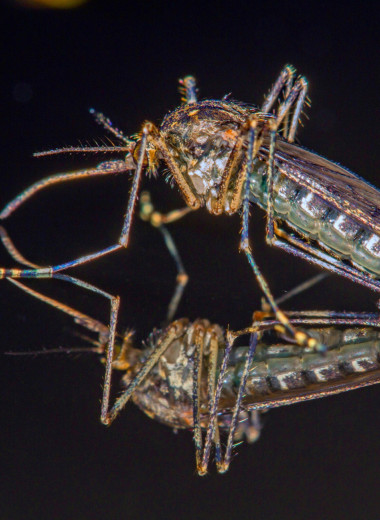 Найден способ заставить комаров не взрослеть. Зачем это нужно ученым?