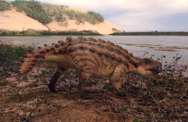 В Чили нашли странного анкилозавра: у него короткий хвост в виде меча ацтеков