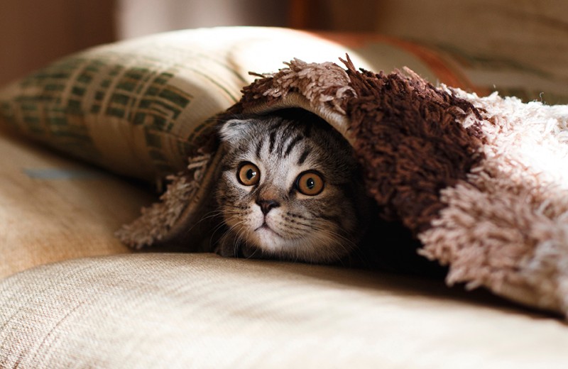 #пронауку: какую часть тела приятнее чесать и почему кошки жидкие