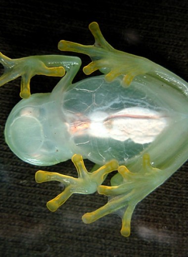 У стеклянных лягушек описали новый тип камуфляжа