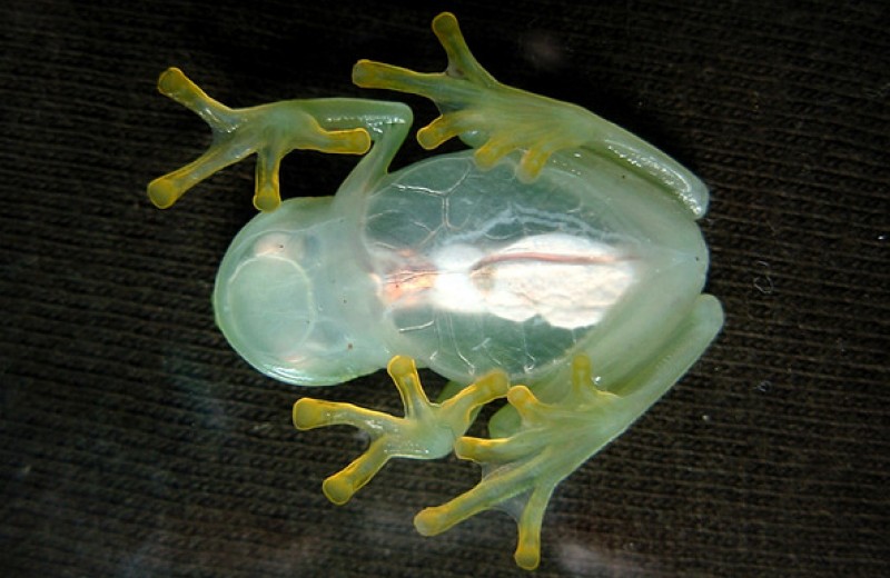 У стеклянных лягушек описали новый тип камуфляжа