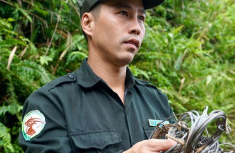 За 11 лет рейнджеры удалили из двух вьетнамских заповедников почти 120 тысяч браконьерских петель