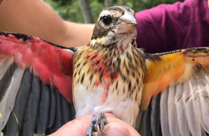 В заповеднике США нашли птицу-гинандроморфа. Справа у неё оперение самца, а слева – самки