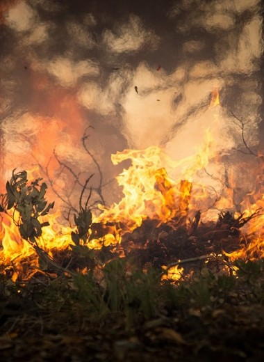 Новый гель предотвратит лесные пожары